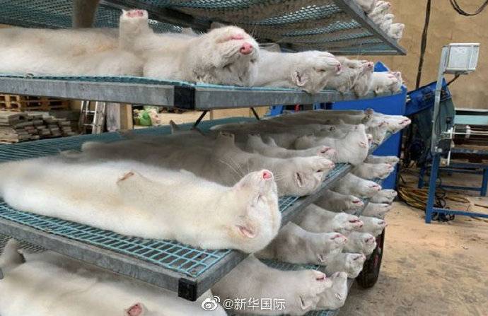 美国已有超15万只貂死于新冠病毒