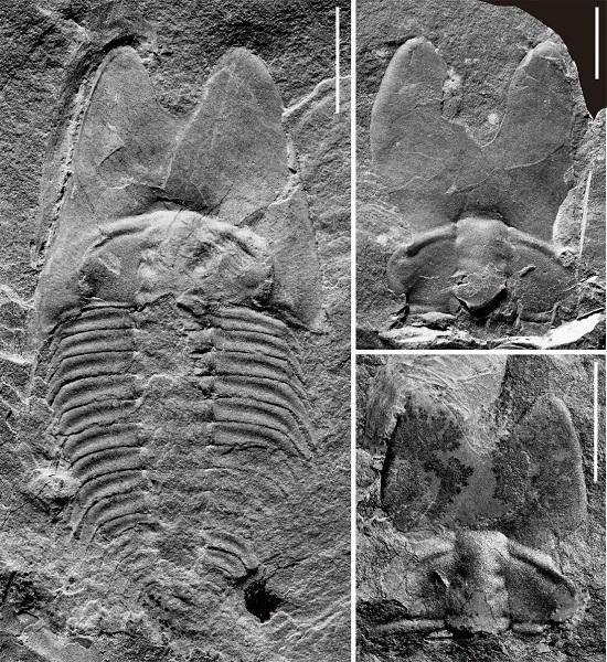 中科院古生物学家在山东潍坊发现5亿年前"兔耳朵虫"