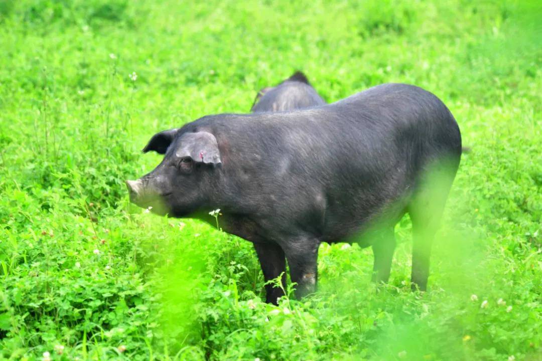 乡情微调研|有故事的东海老淮猪,今天如何香飘万家?