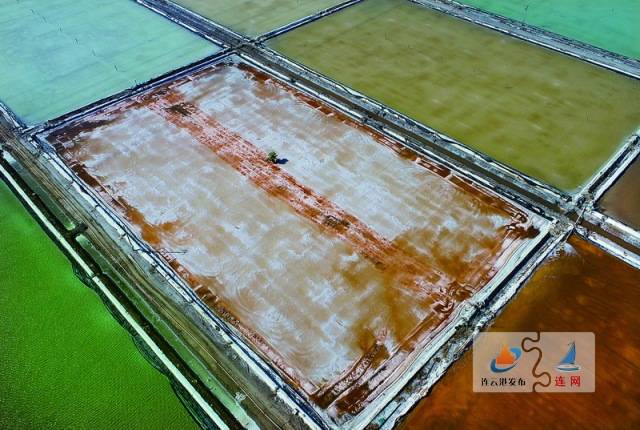 连云港盐田生产如火如荼