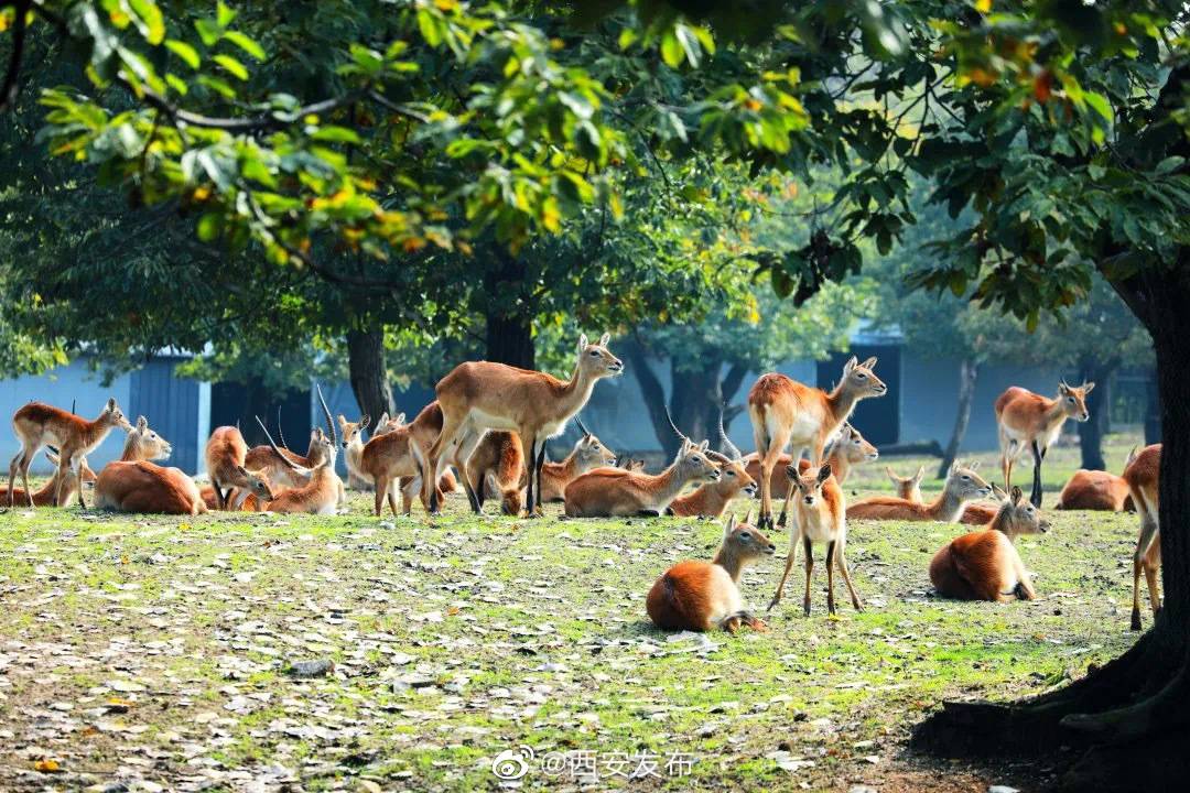 西安秦岭野生动物园11月3日起恢复开放