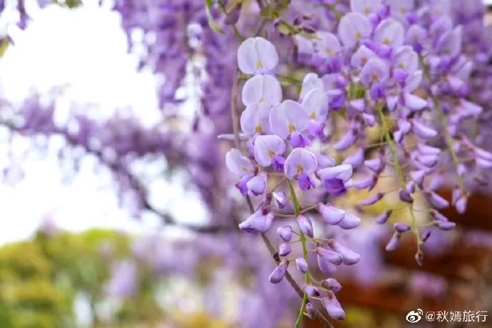 无锡紫藤已开成花海 快踏着春光 赏花儿去