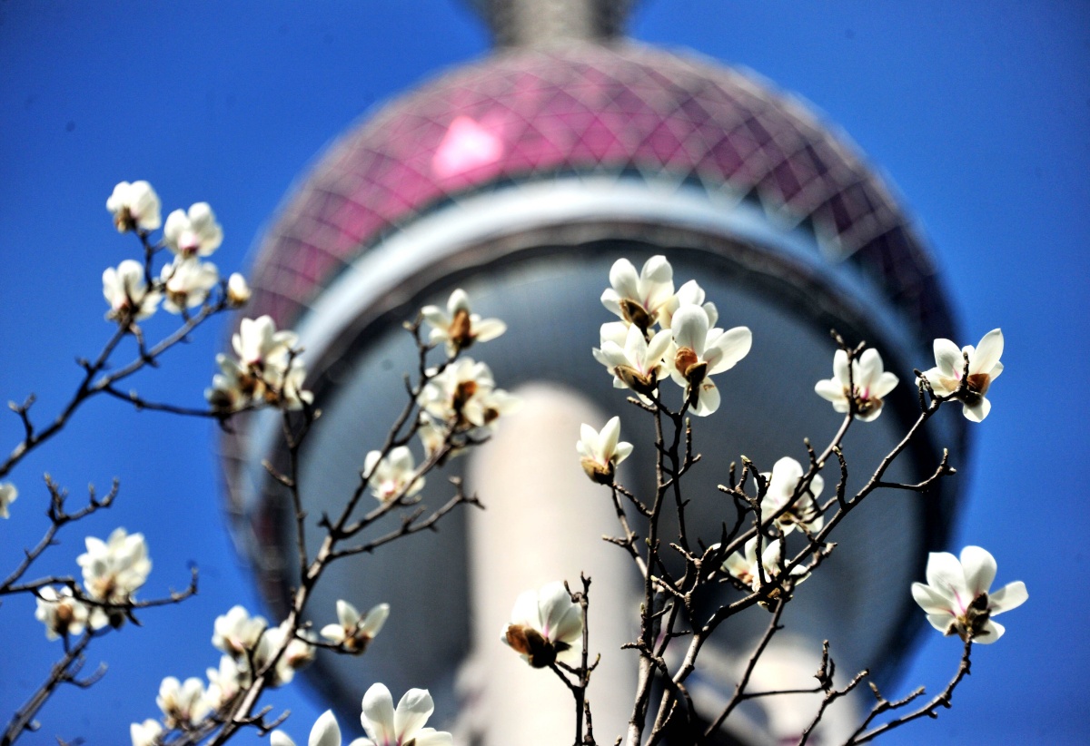 上海气温攀升市花白玉兰报春