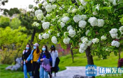 扬州烟花三月 我们繁花与共 万花会 今开幕