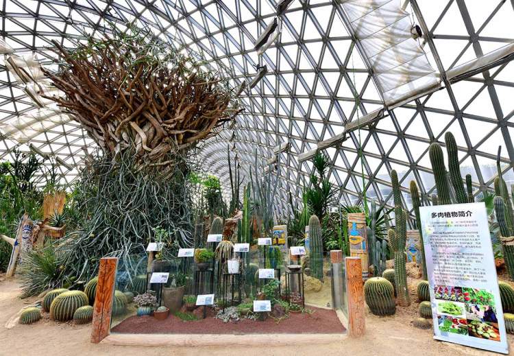 可以吃的多肉植物进来了解一下 辰山植物园专题展正在进行中