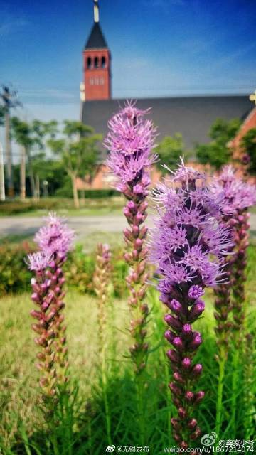 哇 美 梅雨季还没过 这片紫色花海俏咪咪地盛开啦