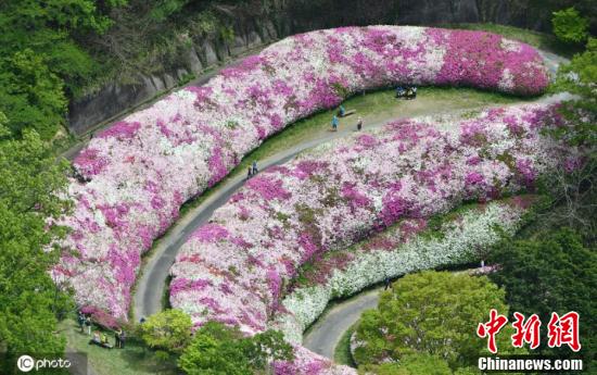 日本大阪杜鵑花盛開 粉色花毯 蜿蜒樹林之間 乐动平台 乐动体育ai 乐动体育logo