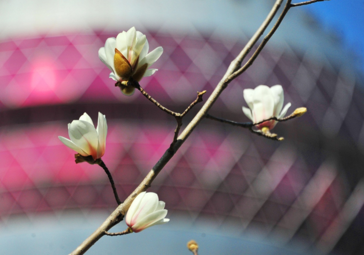 上海气温攀升市花白玉兰报春