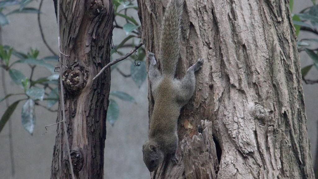 南京城绿化环境好一群小松鼠来嬉闹