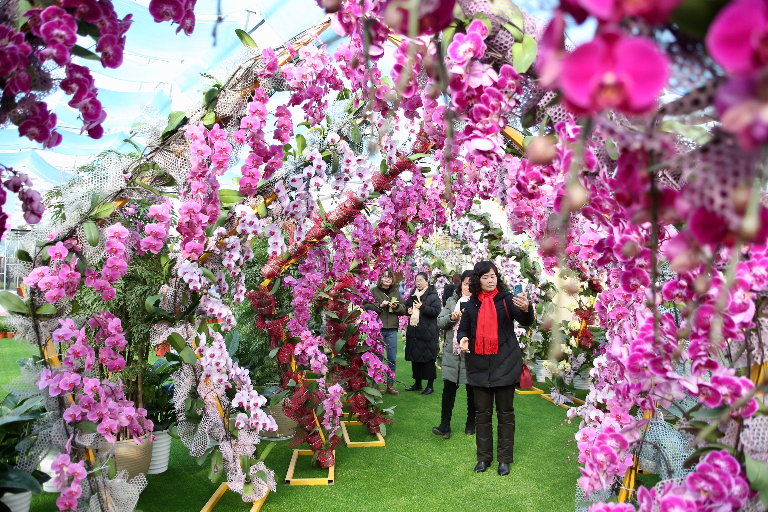 珍稀大舌头兰花你见过没南京台创园兰花展美不胜收迎新年