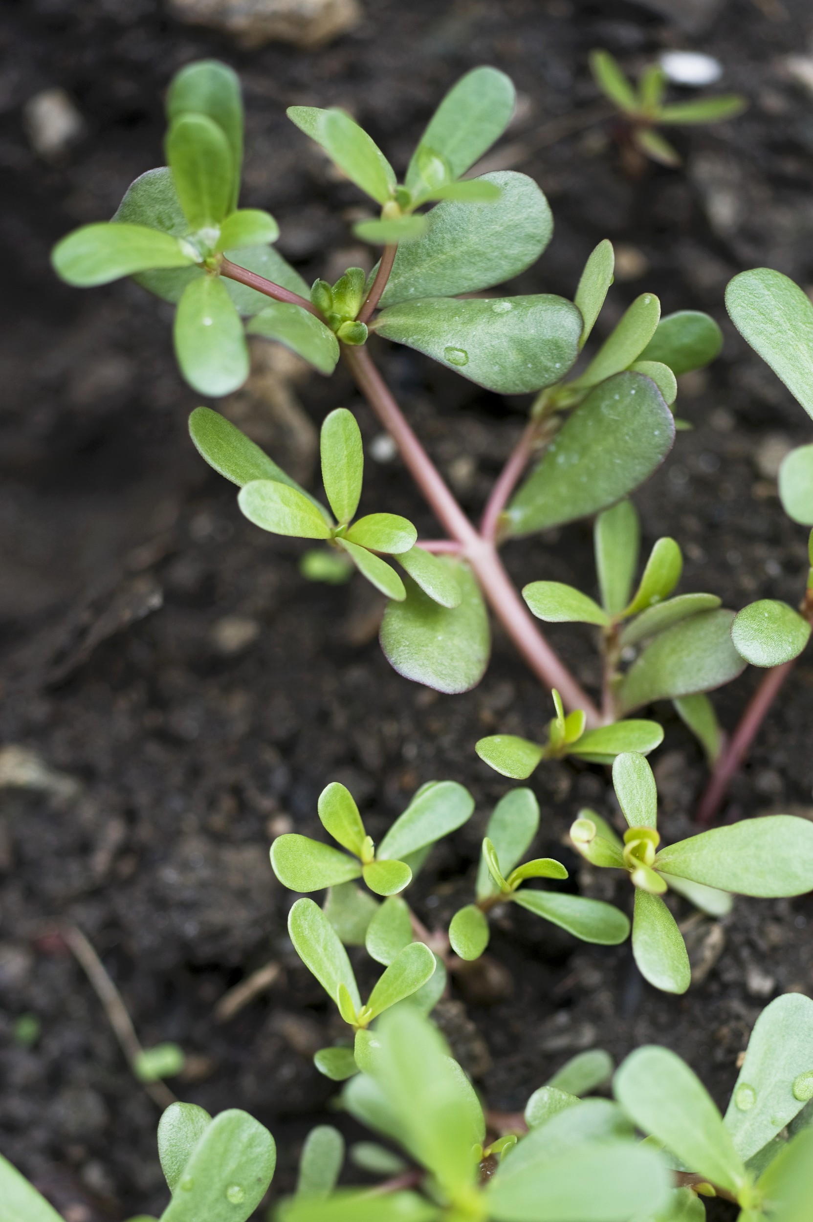 惊呆了吃马齿苋导致急性肾损伤小小野菜吃起来很有讲究