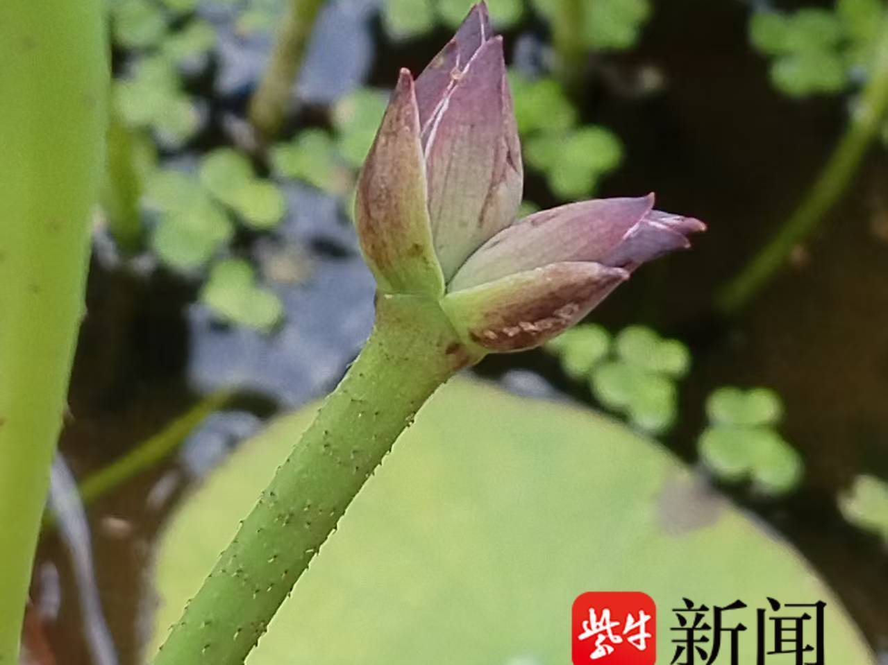 
                        4:3图片