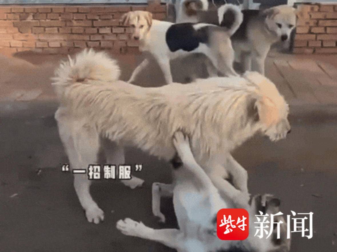 
                        4:3图片
