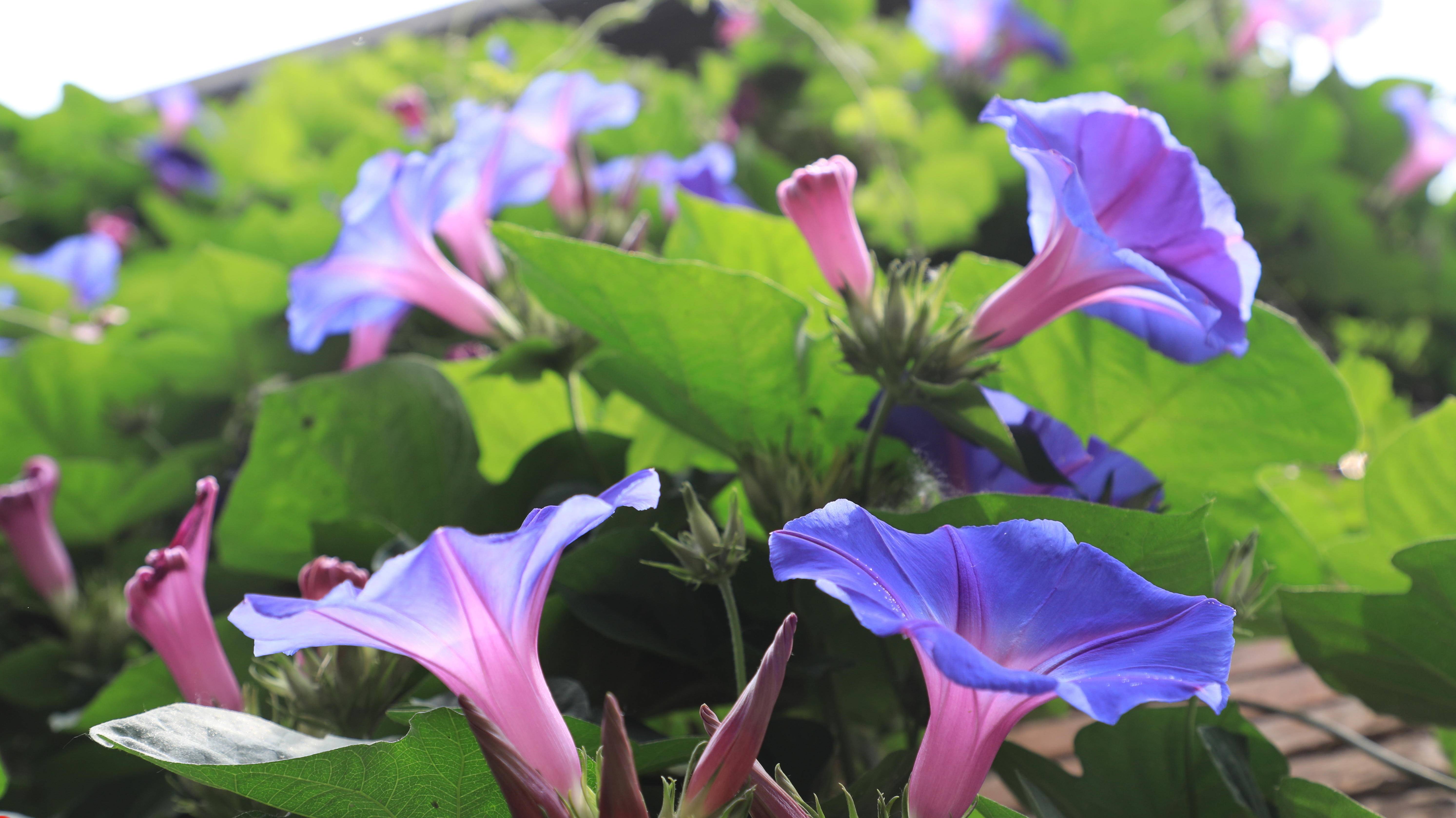 圆叶牵牛花爬满了南京老门东的围墙