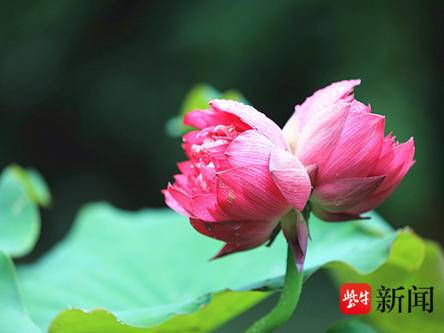 
                        4:3图片