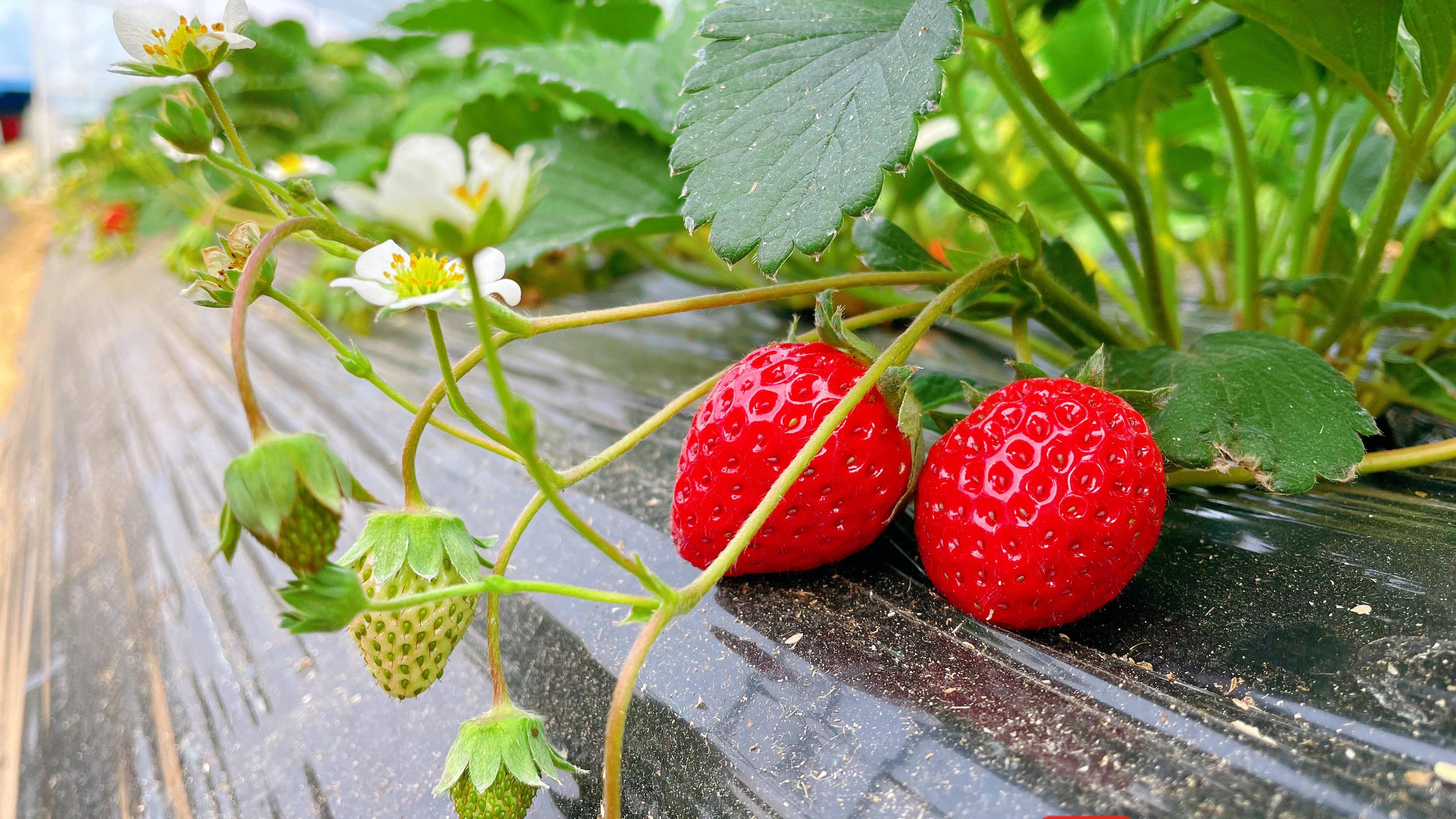 冬天的第一批草莓安排扬子晚报苏州小记者农耕研学之旅第四场活动等你
