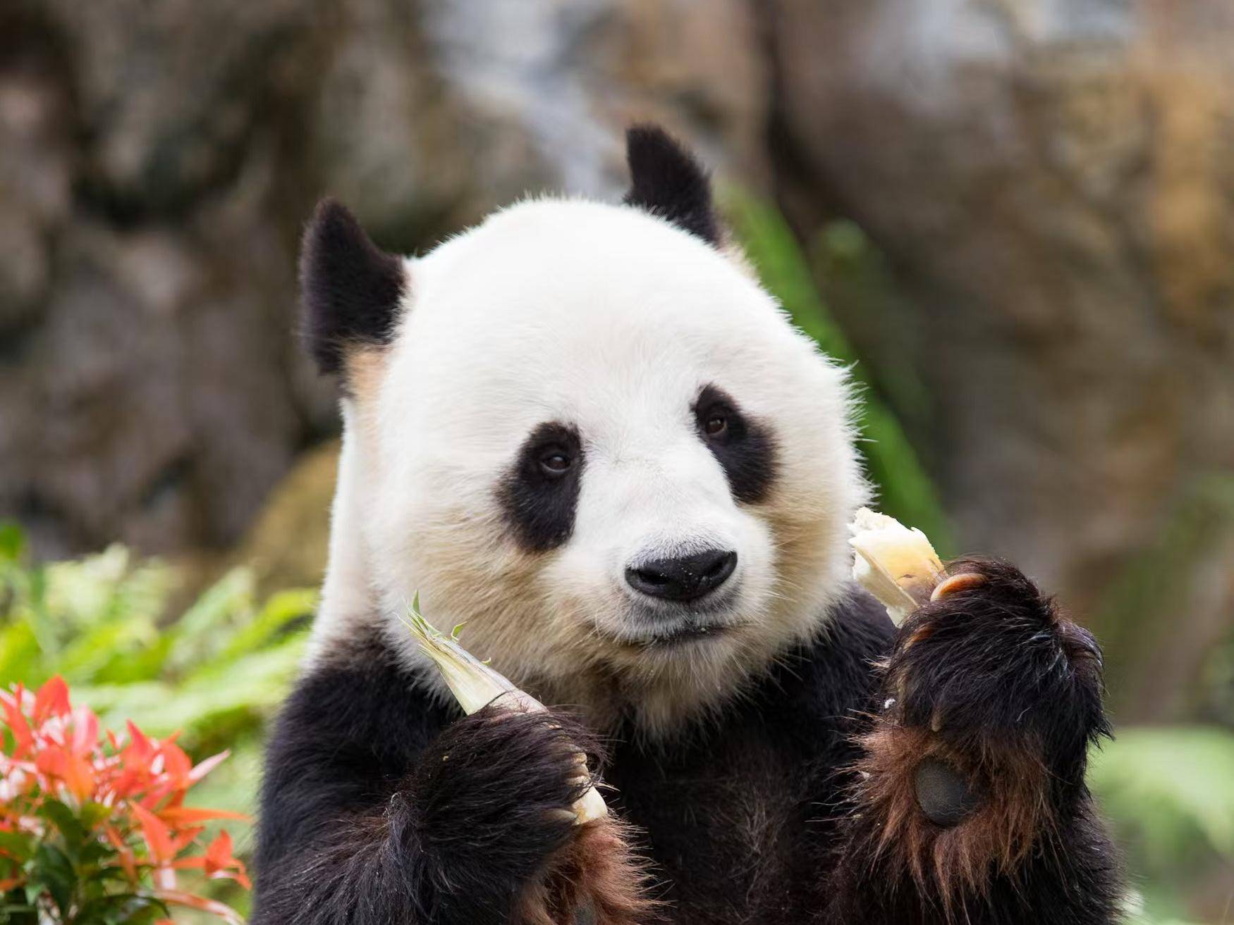 
                        4:3图片
