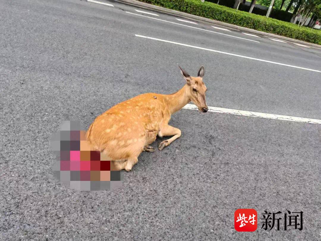 
                        4:3图片