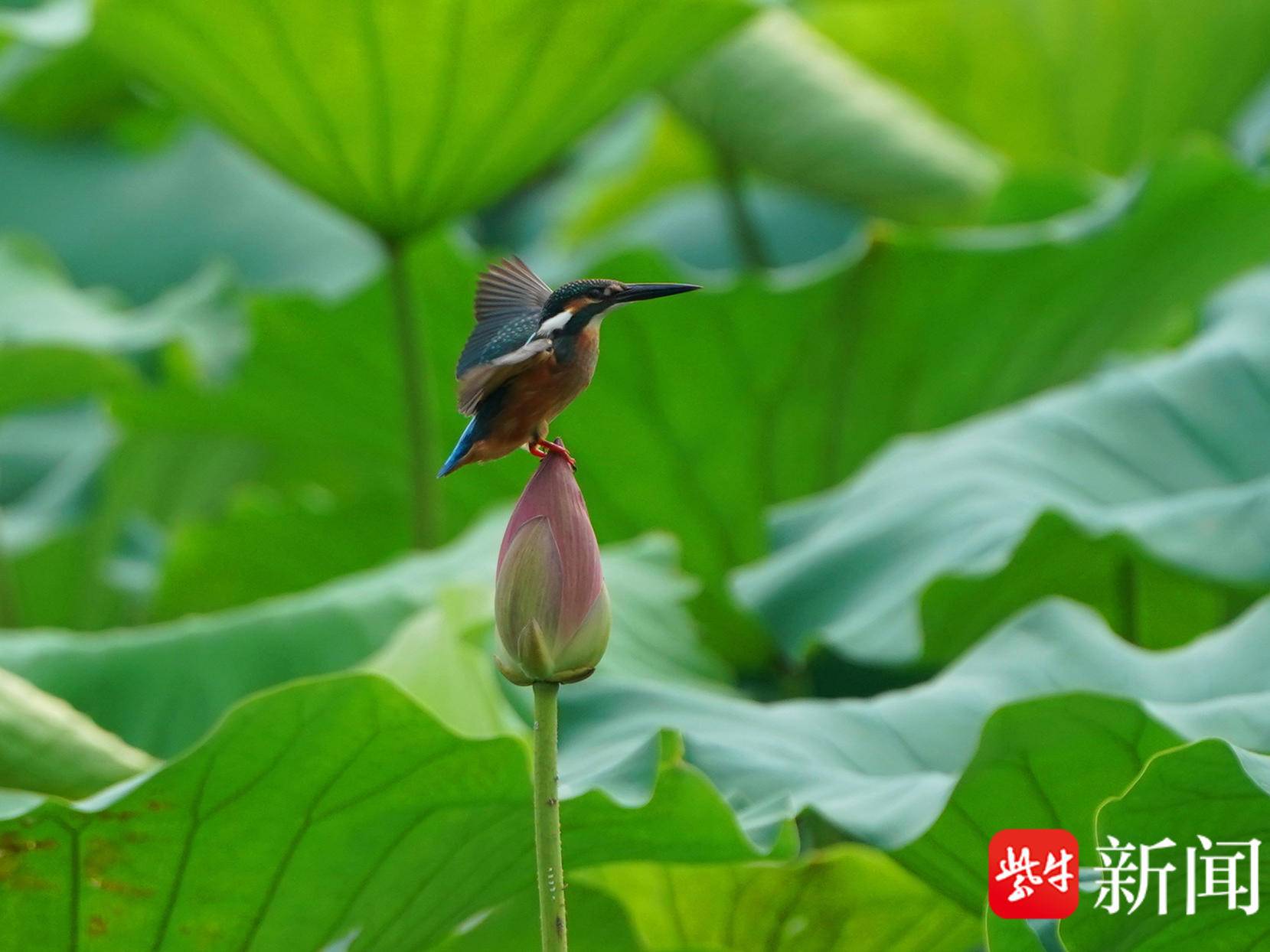 
                        4:3图片