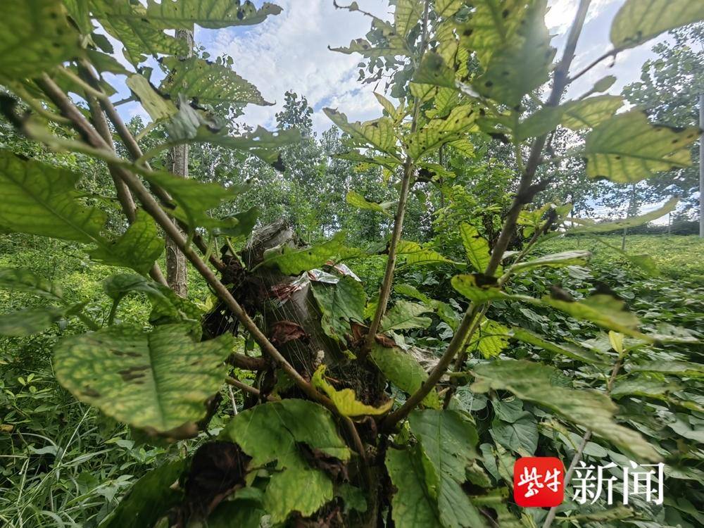 
                        4:3图片