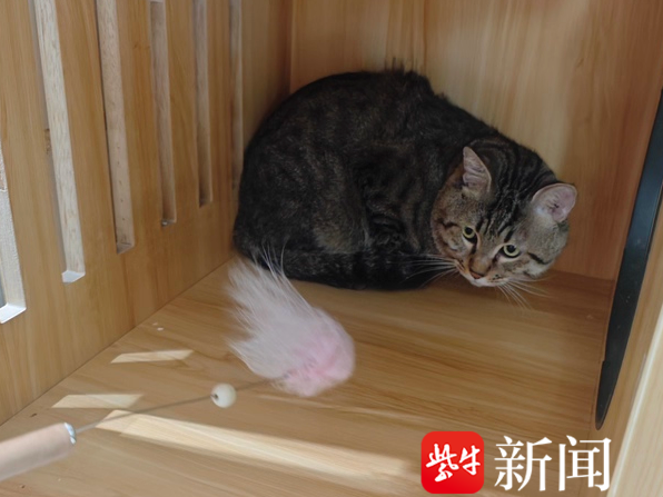 
                        4:3图片
