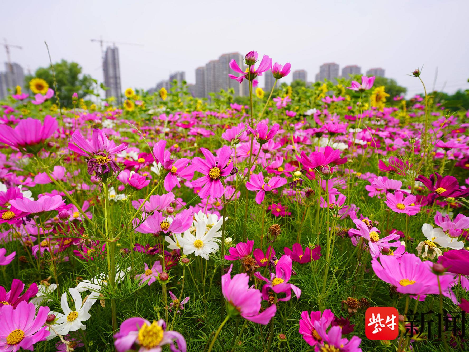 
                        4:3图片