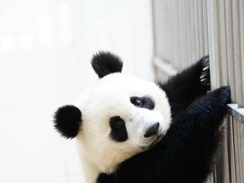 
                        4:3图片
