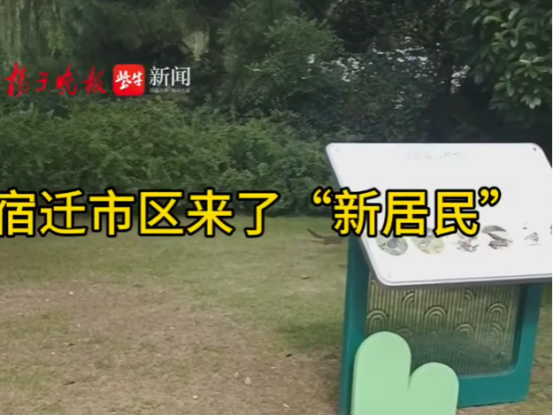 
                        4:3图片