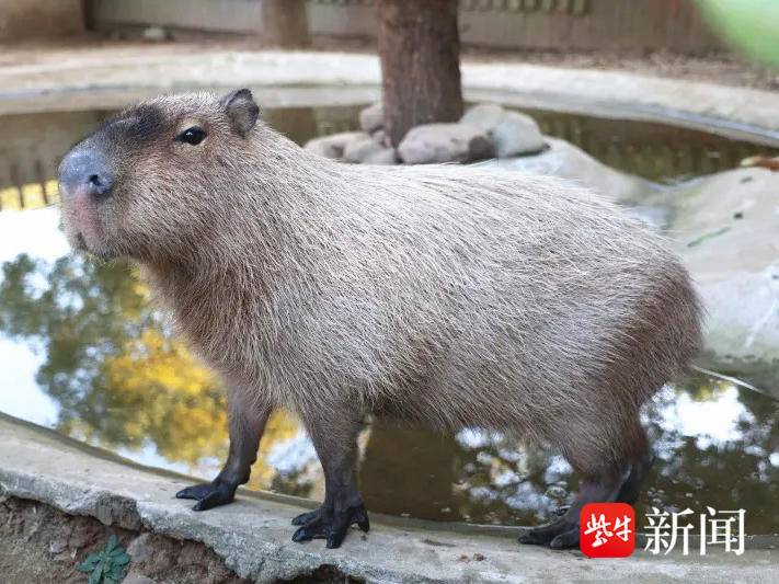 
                        4:3图片