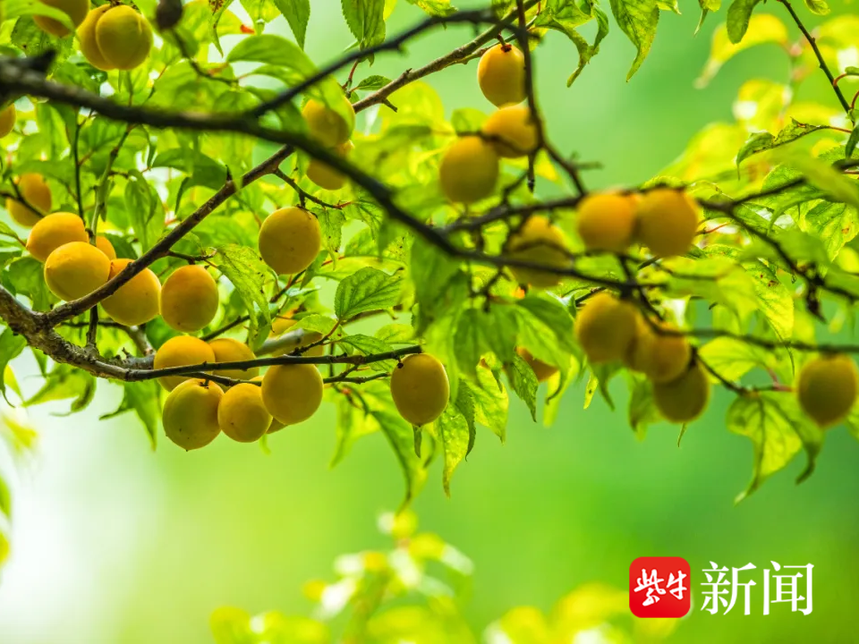 
                        4:3图片