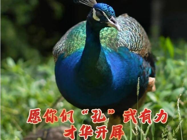 
                        4:3图片
