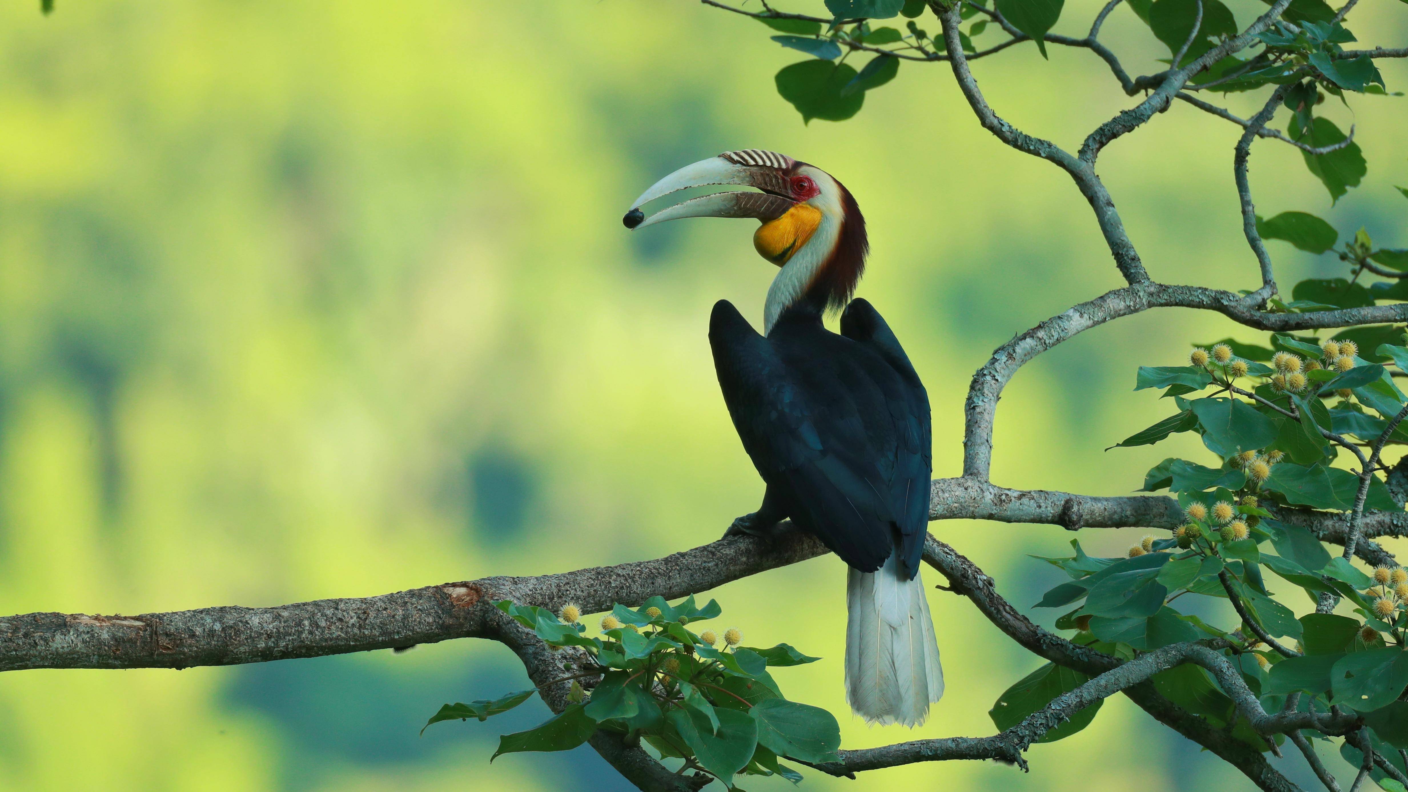 单日304种云南盈江刷新中国24小时鸟类观察纪录