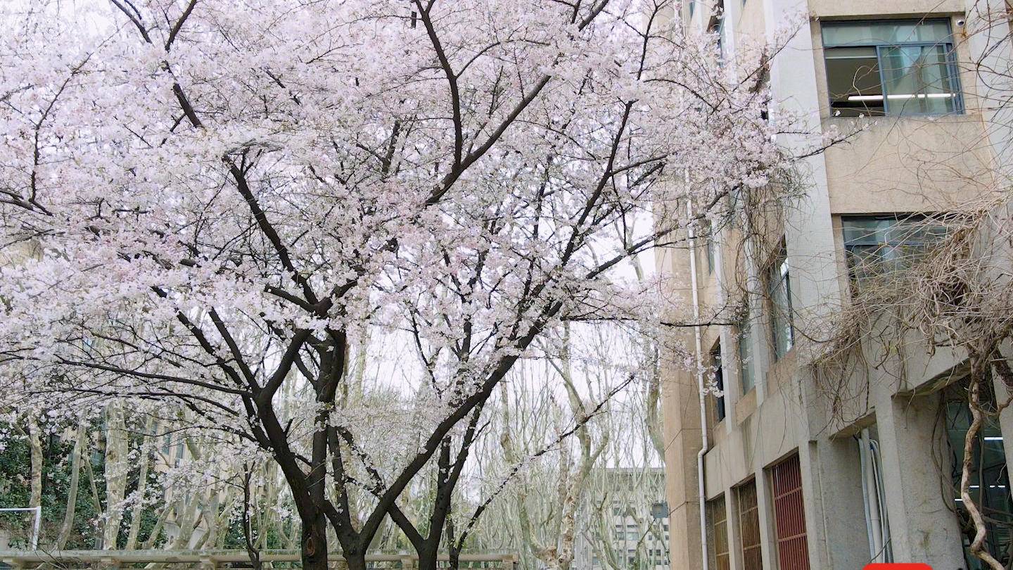 实拍东大网红樱花教室像一不小心闯进漫画里