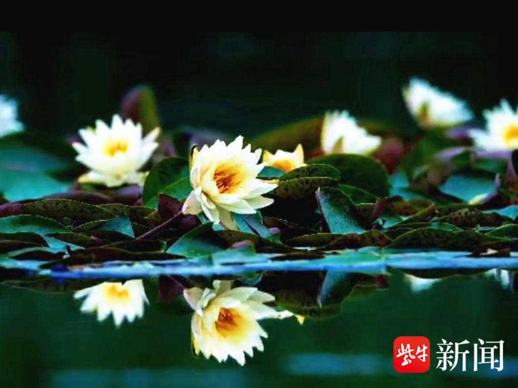 
                        4:3图片
