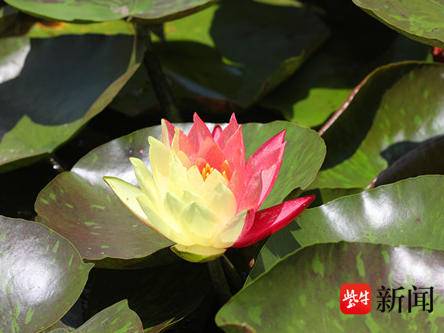 
                        4:3图片