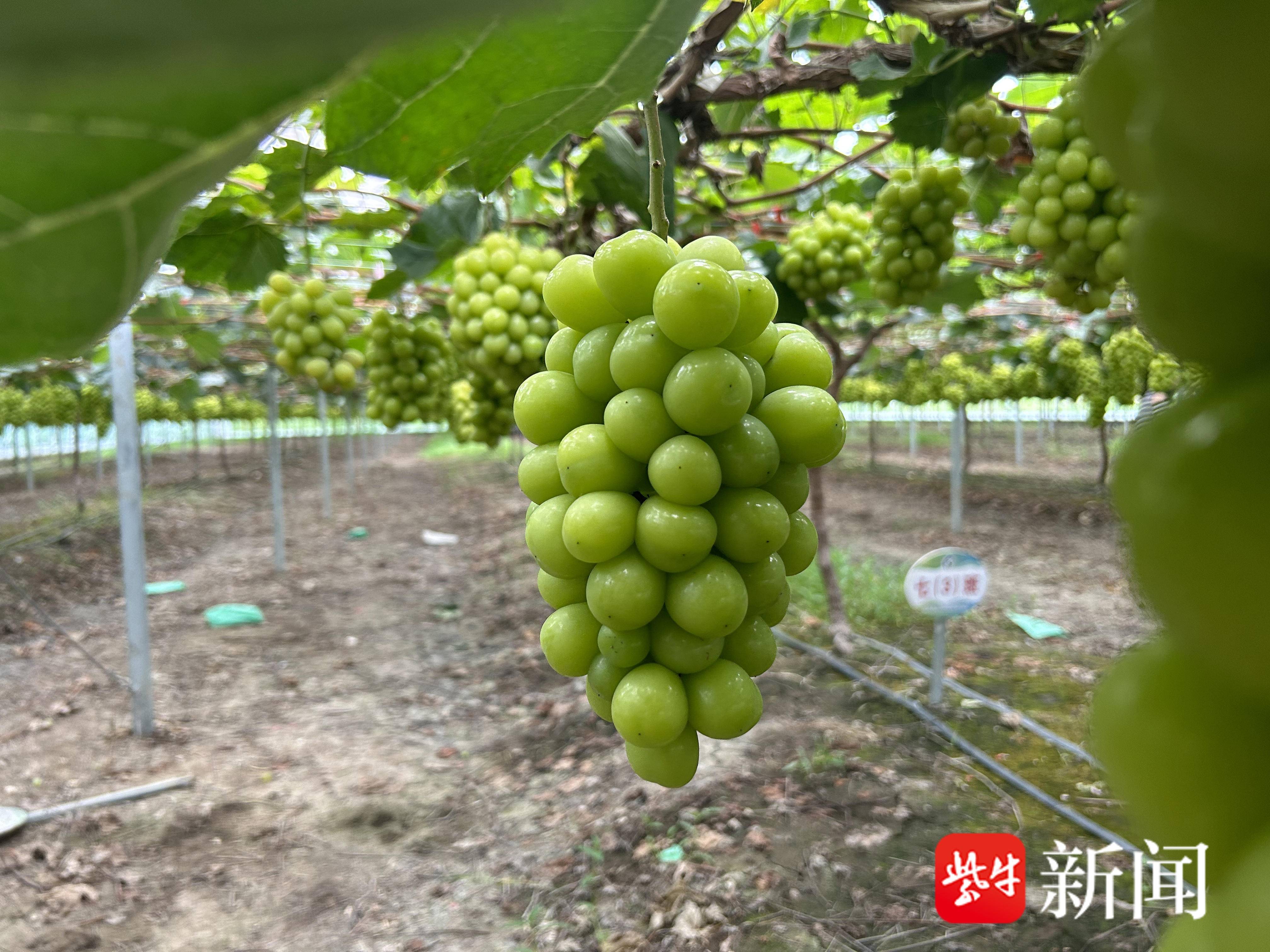 
                        4:3图片
