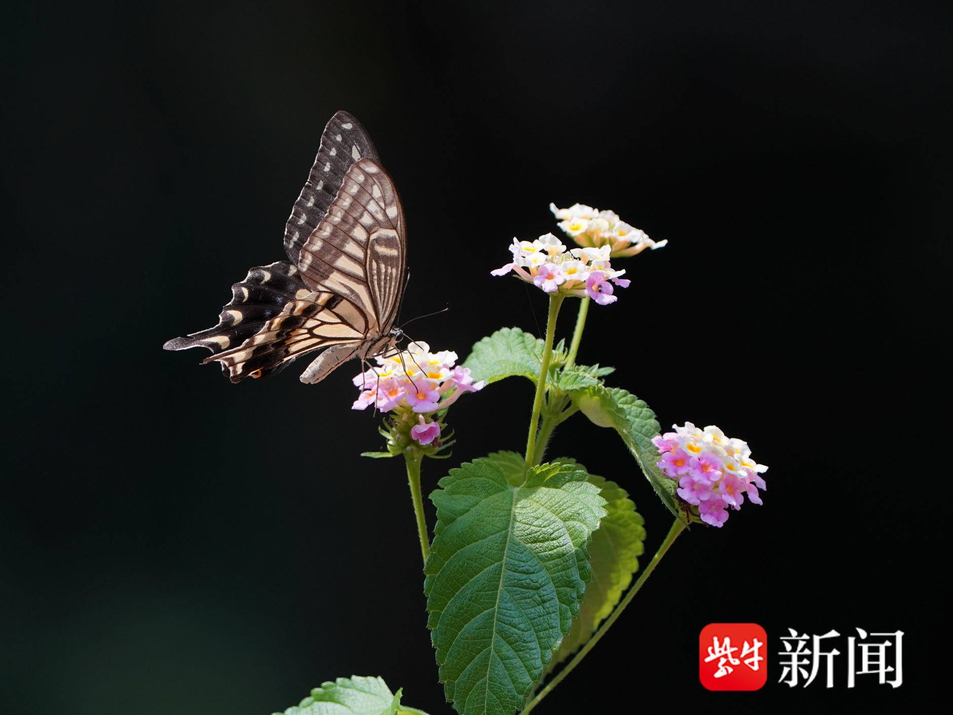 
                        4:3图片