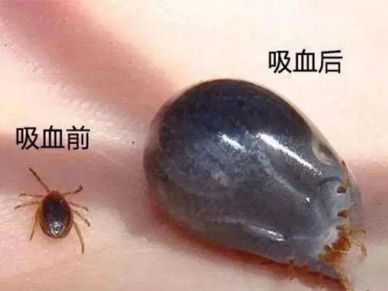 
                        4:3图片