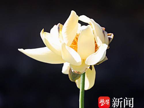 
                        4:3图片