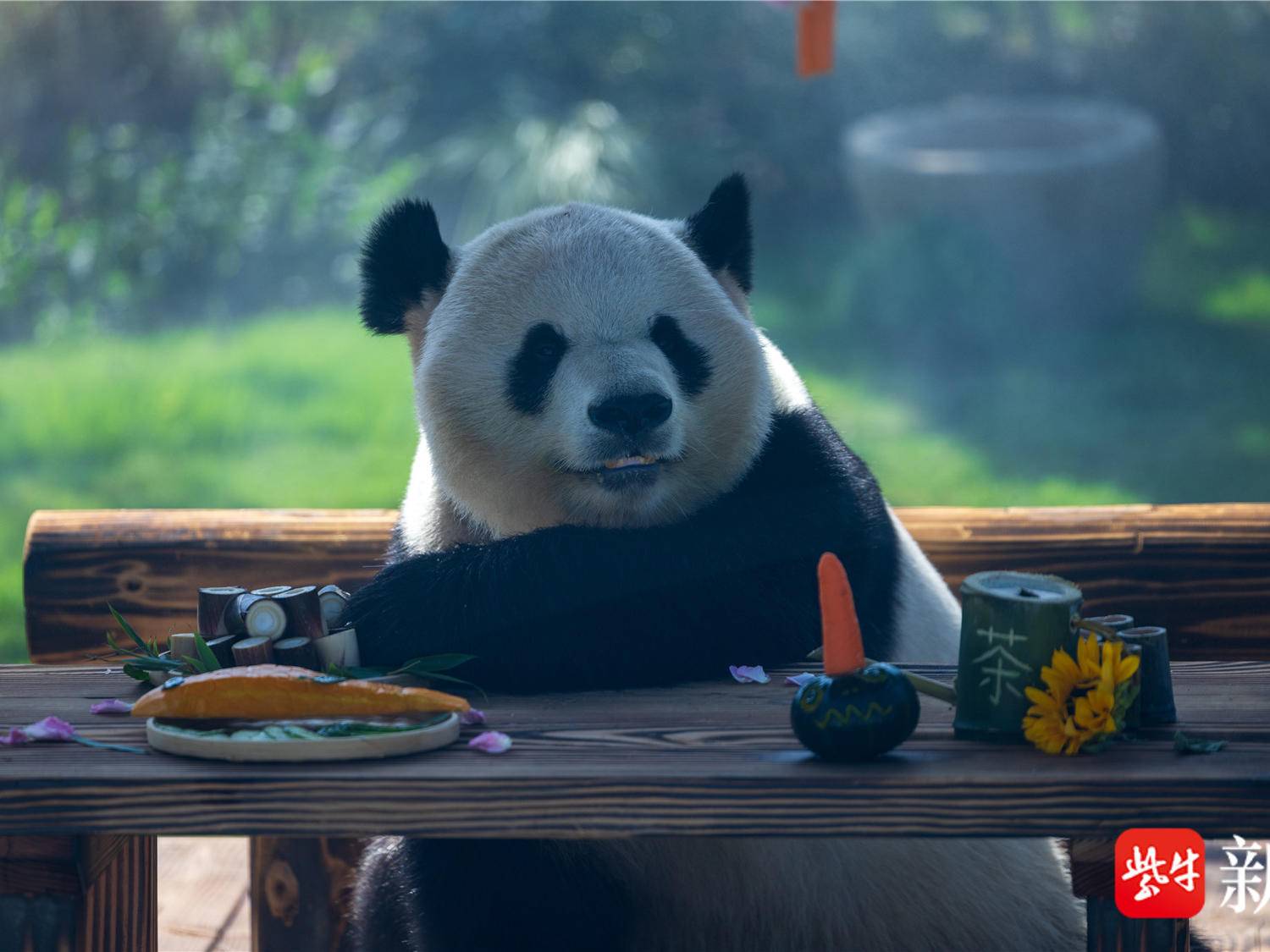 
                        4:3图片