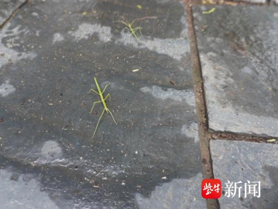 
                        4:3图片