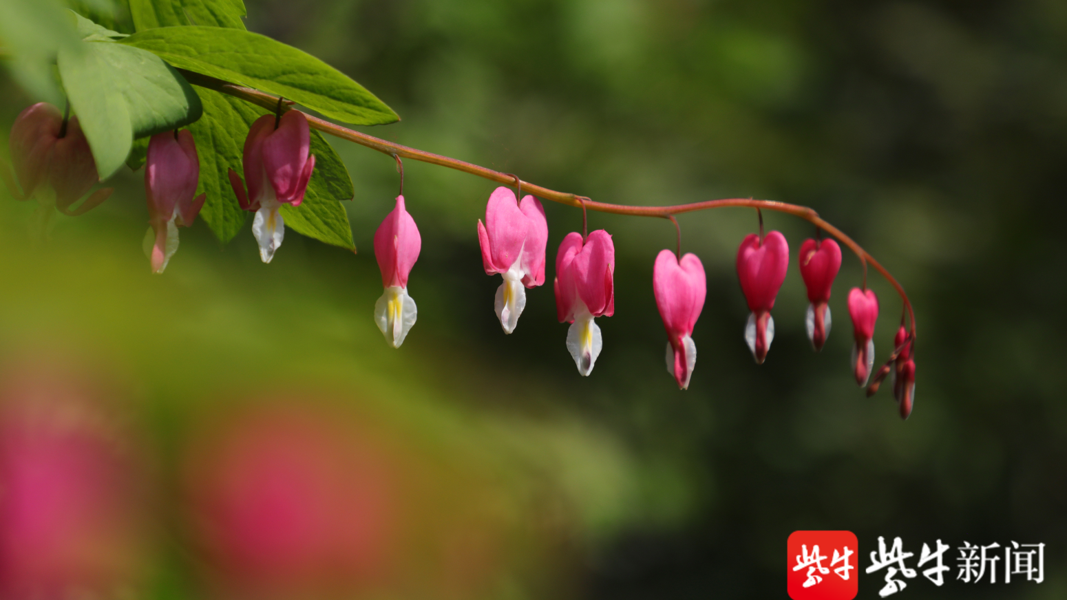 第十二届常州市牡丹花展27日开幕唯有牡丹真国色花开时节动 龙 城