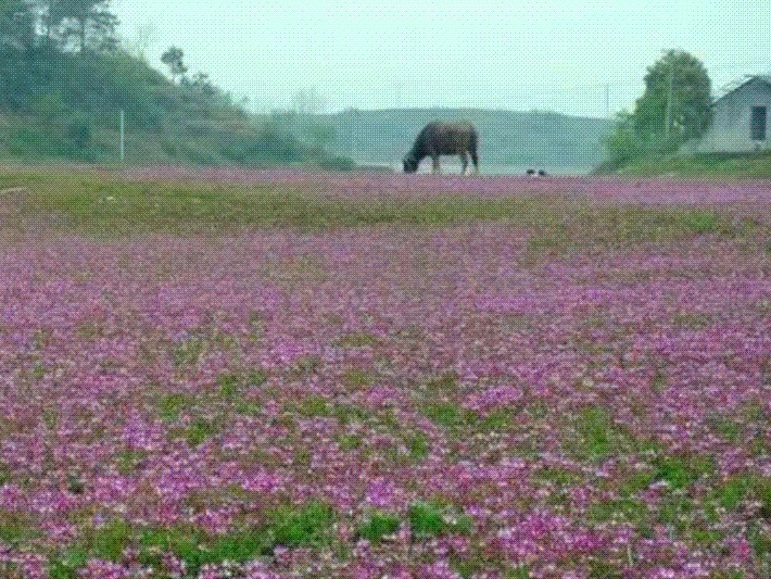 
                        4:3图片