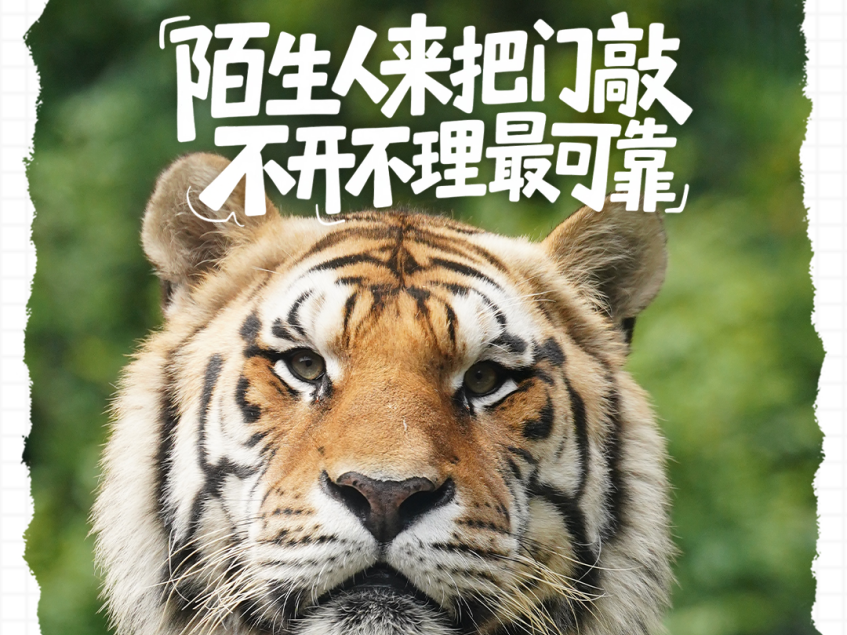 
                        4:3图片