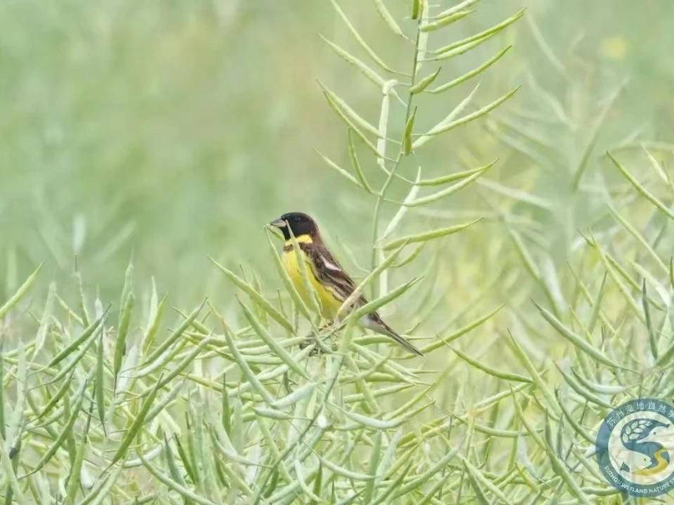 
                        4:3图片