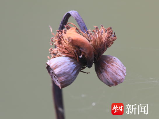 
                        4:3图片
