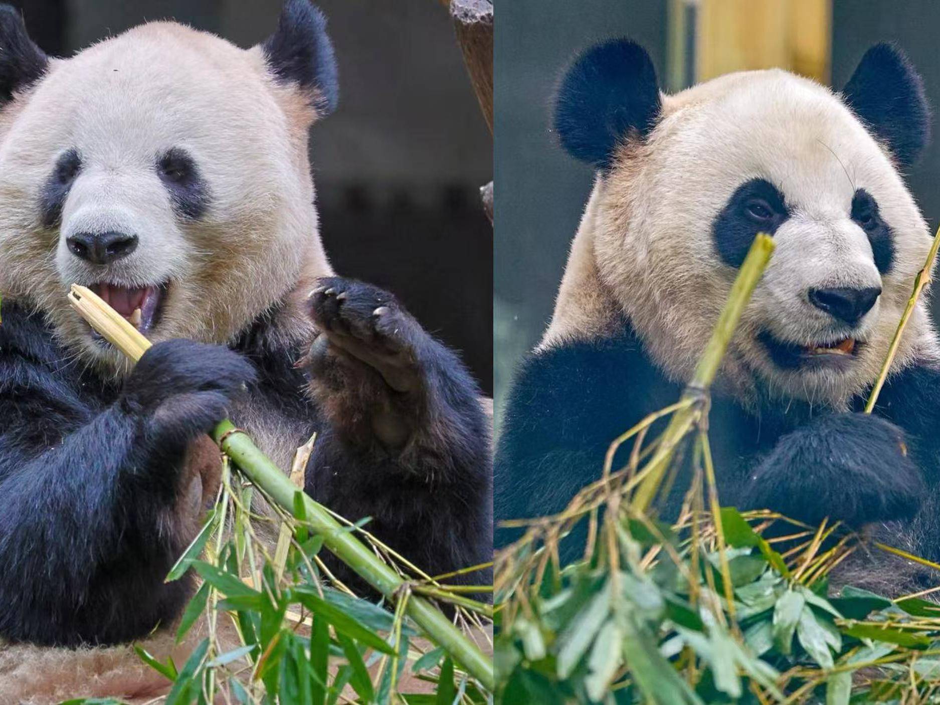 
                        4:3图片
