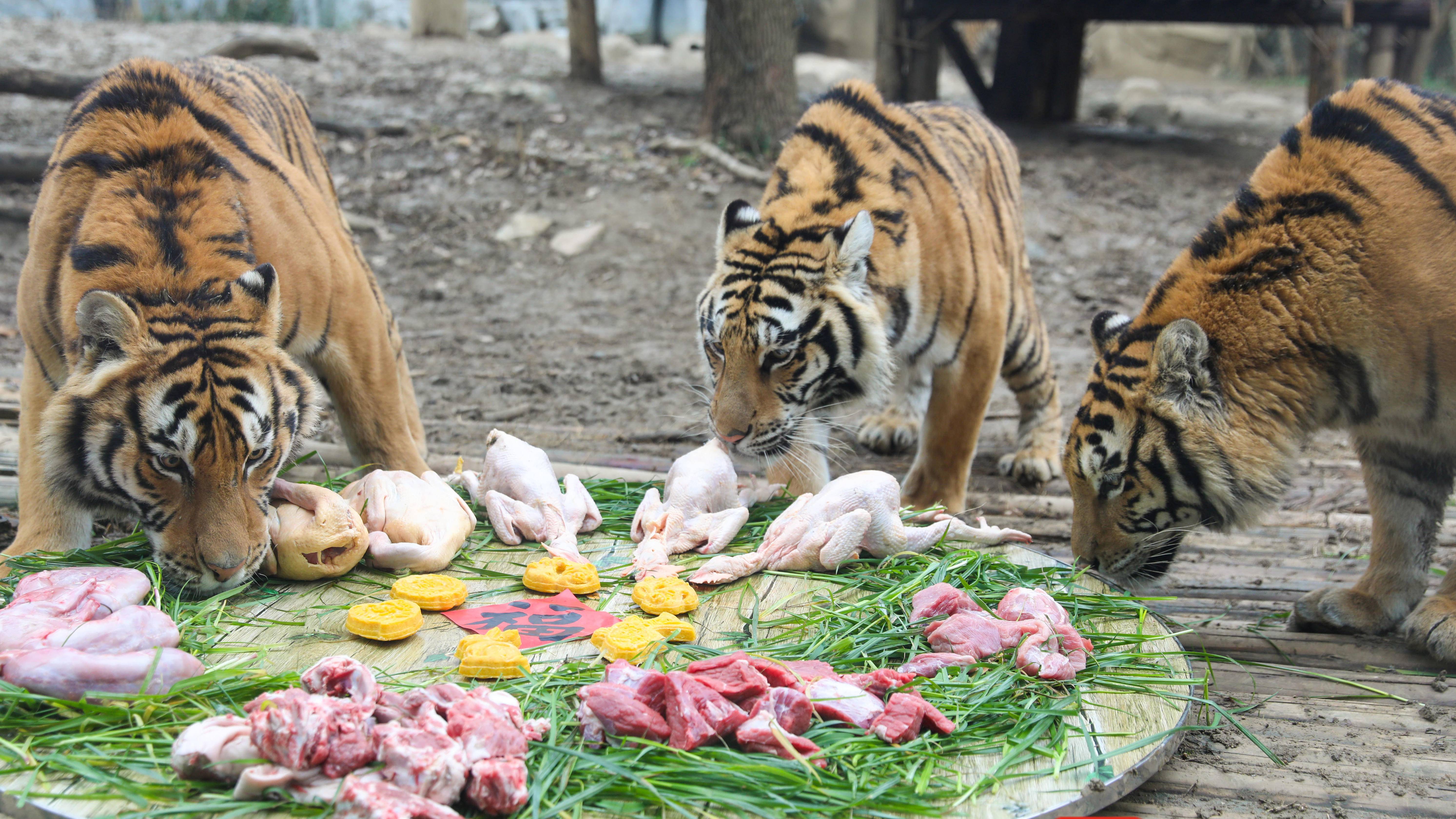 一桌年夜饭摆好4只东北虎出笼