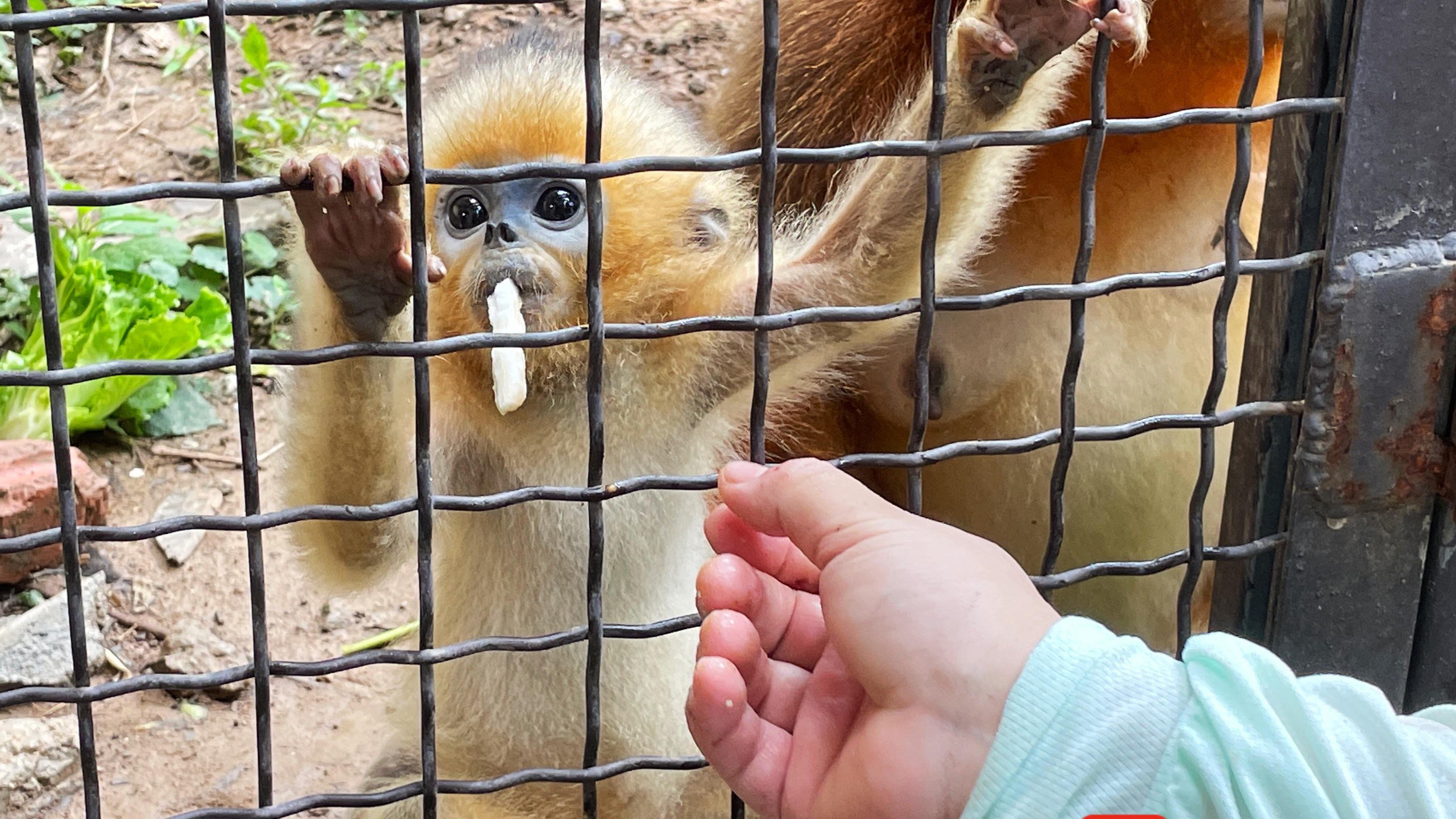 川金丝猴幼崽图片