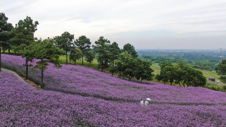 视频句容天王镇漫山马鞭草绽放紫色花海浪漫怡人